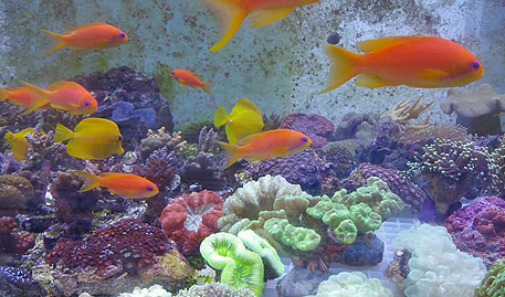 Tierwelt Aquarium